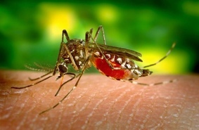 Семь фактов о комарах